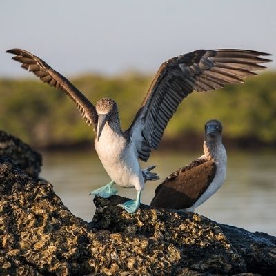 10 Days Luxury Galapagos - West & Central Islands